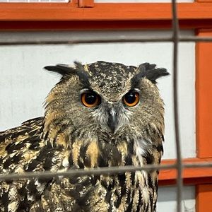 Meet your Posher, Isabella